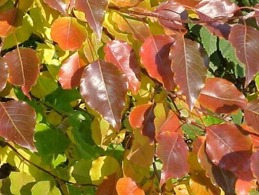 Pyrus 'Manchurian' Ornamental Pear