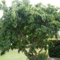 Robinia Lace Lady