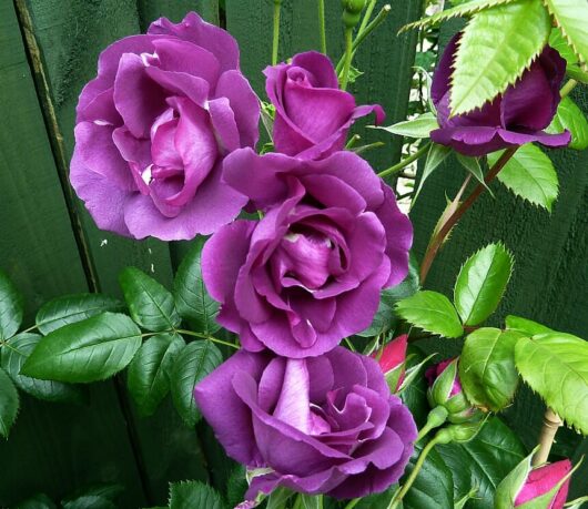 Rose ‘Rhapsody In Blue’ Bush Form