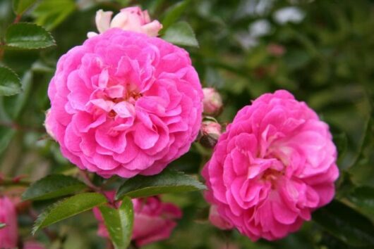 Rose 'Dorothy Perkins'
