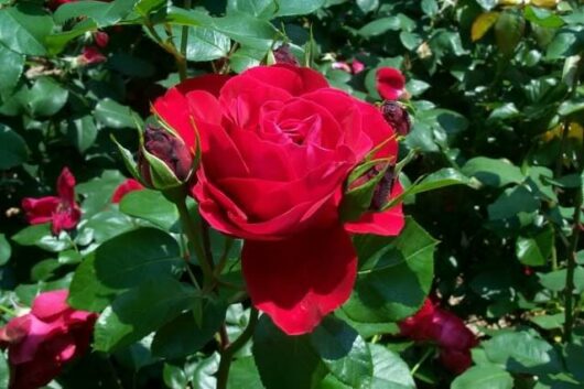 Rose 'Tamango' 2ft Standard (Bare Rooted)