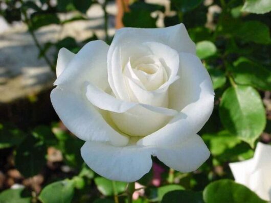 Rose 'Virgo' Bush Form