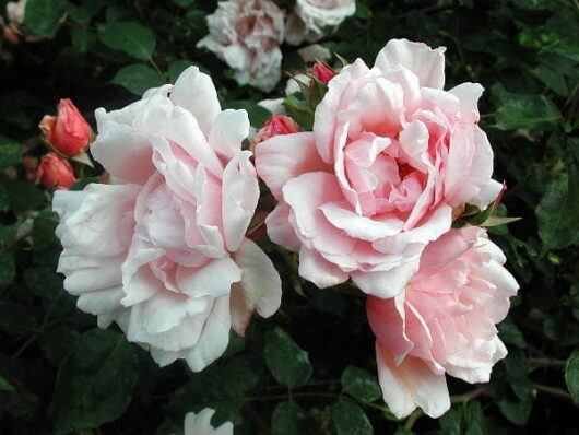 Rose 'Albertine' Climber