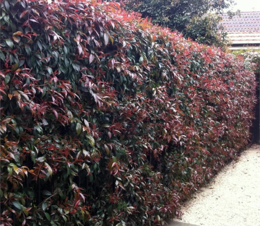 A red hedge with green leaves in front of a house.