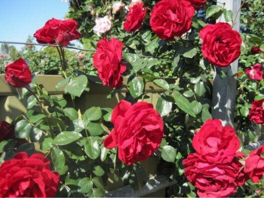 Rose 'Dublin Bay' Climber (Eco Grade)