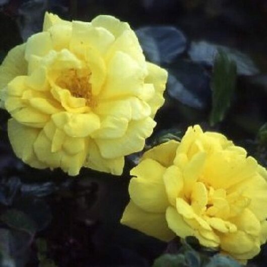 Rose 'All Gold'