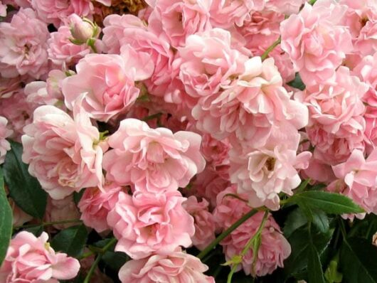 Rose 'The Fairy' 6ft Weeper (Eco Grade)