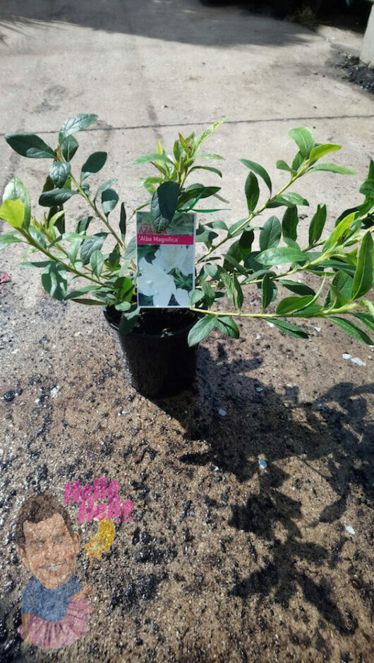 Azalea Alba Magnifica 6" Pot