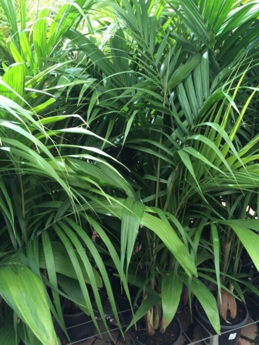 A collection of potted green Archontophoenix 'Bangalow Palm' trees with long, slender fronds densely packed together.