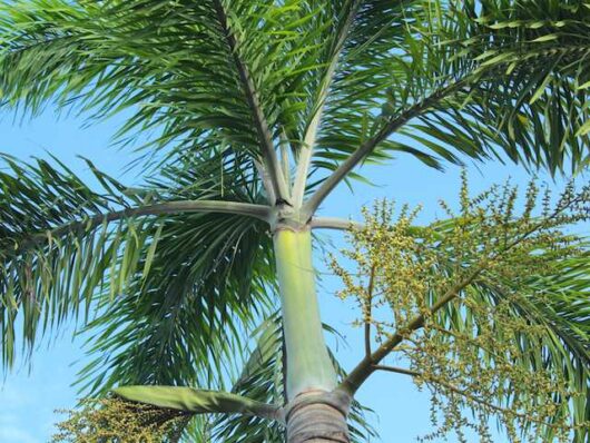 Close-up of a tall Archontophoenix 'Bangalow Palm' tree with green fronds extending out, set against a clear blue sky. Small clusters of yellow flowers are visible along the branches.
