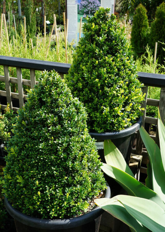 Buxus 'English Box' Topiary Cone 12" Pot