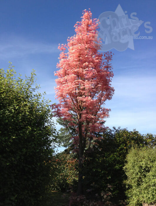 Cedrela 'Chinese Pink Cedar'