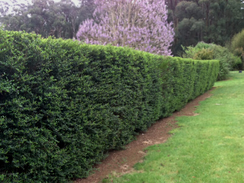 Classic Box Hedge