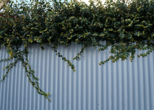 Climbing Ficus growing on a metal fence.