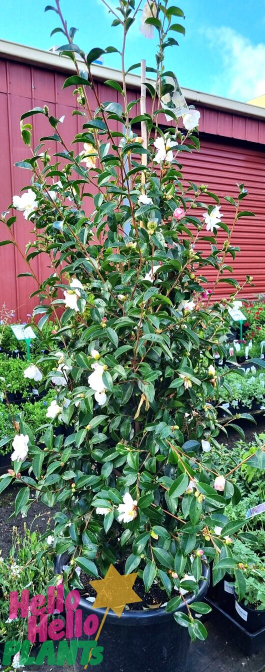 Camellia sasanqua 'Pure Silk' 16" Pot