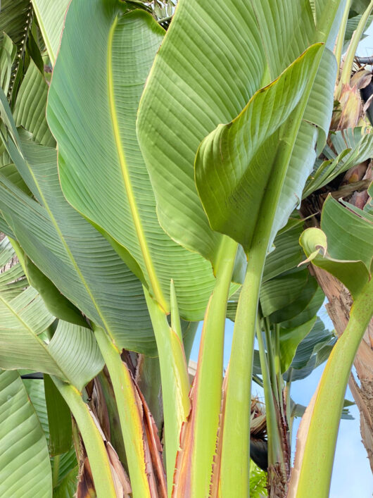 Strelitzia 'Giant Bird of Paradise'
