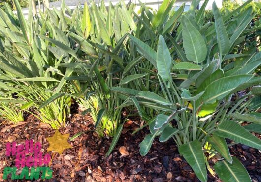 Strelitzia 'Bird of Paradise' 3" Pot