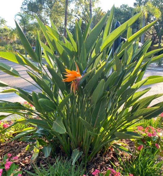 Strelitzia 'Bird of Paradise' 3" Pot