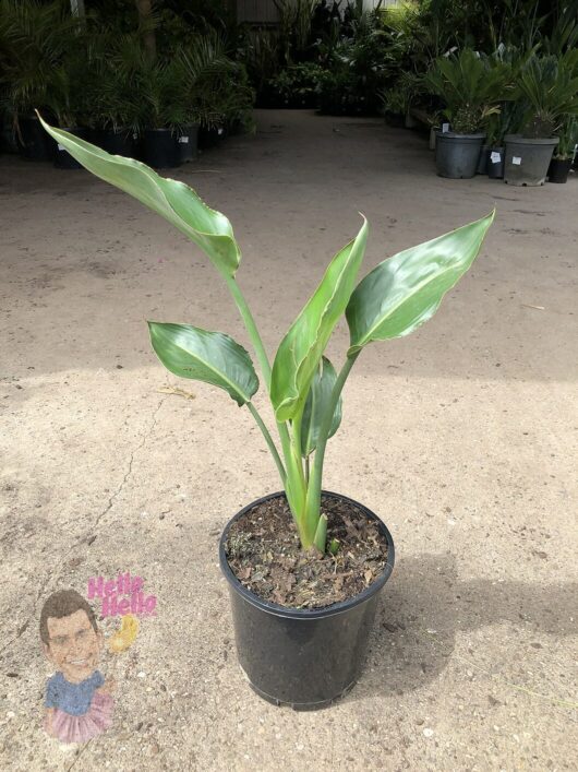 At the garden center, a Strelitzia 'Bird of Paradise' in an 8" pot with long green leaves is displayed on a sandy surface. A small logo featuring a cartoon face and text is located at the bottom left.