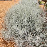 Leucophyta brownii cushion bush in a park with brown tanbark contrasting well with grey blue foliage australia native