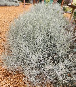Leucophyta brownii cushion bush in a park with brown tanbark contrasting well with grey blue foliage australia native