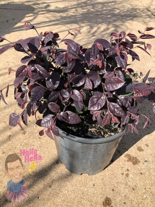 Loropetalum "Plum Gorgeous" 8" Pot