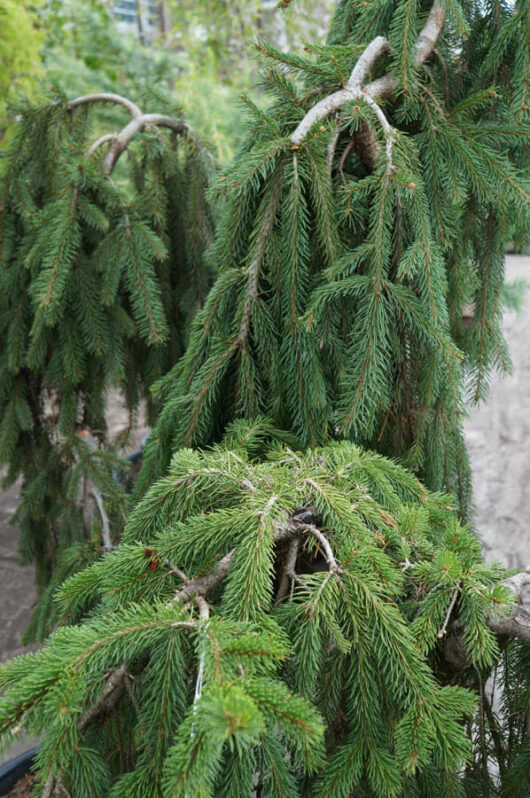 A garden adorned with a group of Picea 'Norway Spruce' (Weeping) 16" Pot trees - Hello Plants.