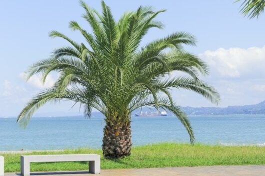 A Phoenix 'Dwarf Date Palm' stands near a grassy area with a concrete bench, overlooking a calm sea with a cargo ship in the distance on a sunny day.