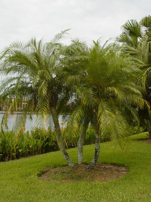 A small cluster of **Phoenix 'Dwarf Date Palm'** trees with slender trunks and feathery fronds stands on a grassy lawn near a body of water.