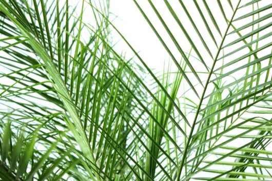 Bright green palm fronds, including the lush foliage of the Phoenix 'Dwarf Date Palm,' overlap against a white background, creating a dense, tropical pattern.