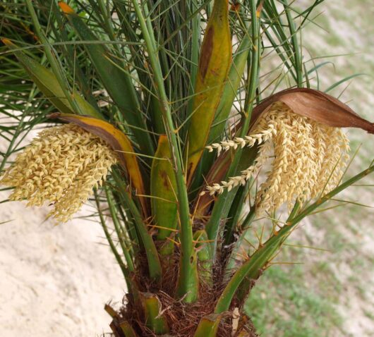 Close-up of a Phoenix 'Dwarf Date Palm' trunk with clusters of yellowish flowers and long, thin leaves.