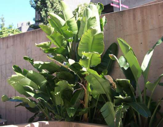 Strelitzia 'Giant Bird of Paradise' 12" Pot