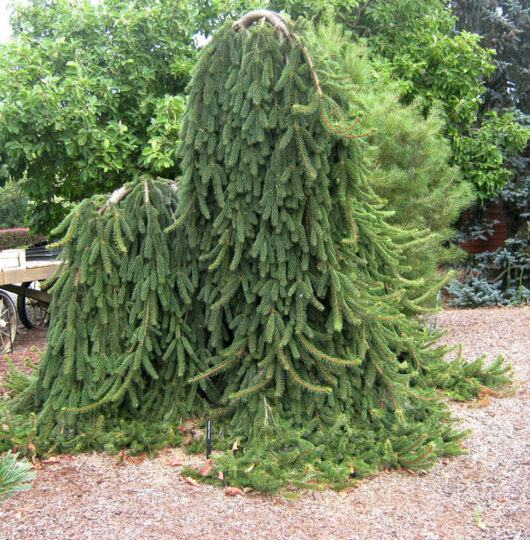 A Picea 'Norway Spruce' (Weeping) 16" Pot amidst a yard.