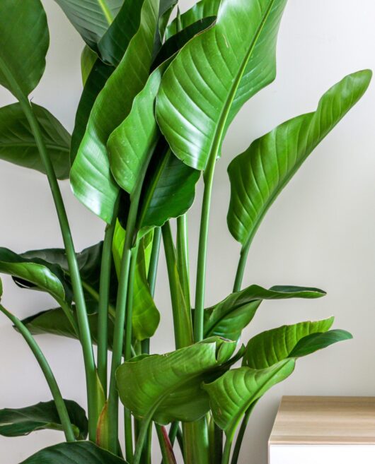 Strelitzia 'Bird of Paradise' 3" Pot