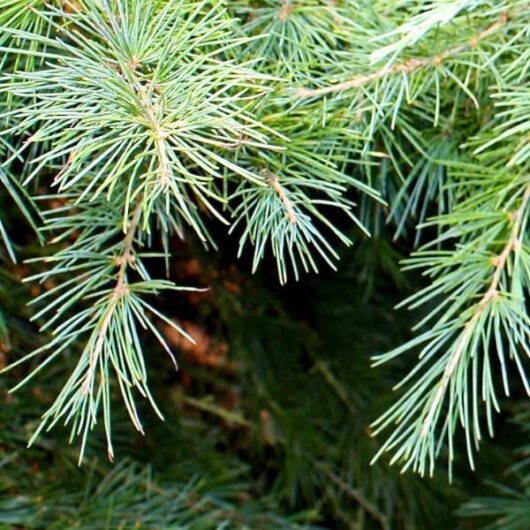 Cedrus 'Himalayan Cedar' Standard 13" Pot