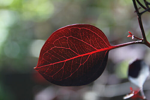A Eucalyptus 'Vintage Red' 12" Pot leaf on a branch with a blurred background among plants.