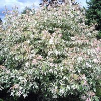A dense shrub with variegated leaves in shades of green and white, accented by some pinkish new growth, stands against a backdrop of taller evergreen trees and a partly cloudy sky, complemented by the elegance of a nearby Acer 'Trident' Japanese Maple.