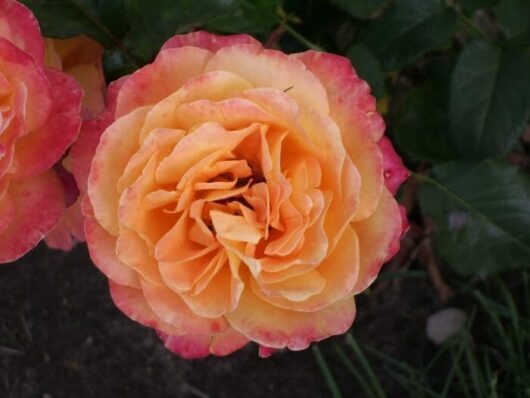 Rose 'Adolf Horstmann' Bush Form (Eco Grade)