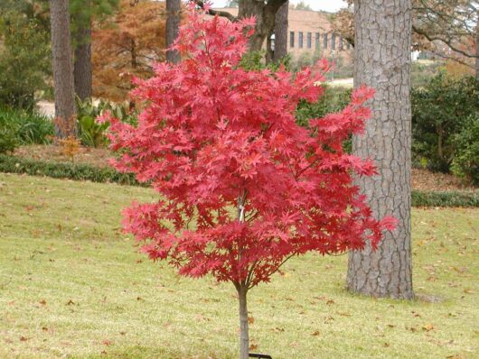 Acer 'Bloodgood' Japanese Maple 13" Pot Elite Grade