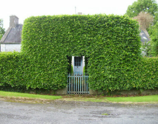 Fagus sylvatica European Beech Tree hedged screening