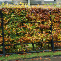 A fence with a lot of Fagus 'European Beech Tree' Green 13" Pot plants.