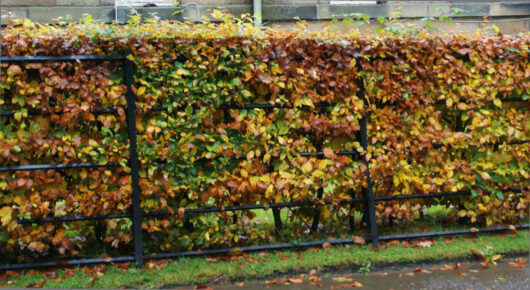 A fence with a lot of Fagus 'European Beech Tree' Green 13" Pot plants.
