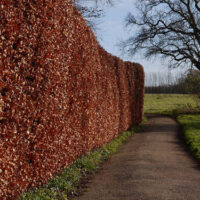 A fence covered in a lot of Fagus 'European Beech Tree' Green 13" Pot plants and leaves.