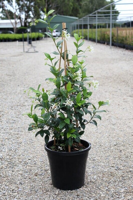 A flowering Trachelospermum 'Chinese Star Jasmine' in an 8" black pot placed on a gravel pathway with green surroundings.