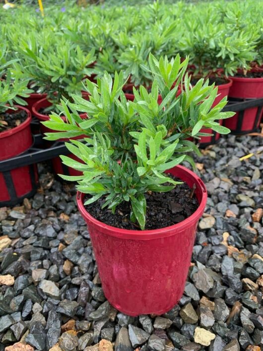 Callistemon 'Little John' 6" Pot