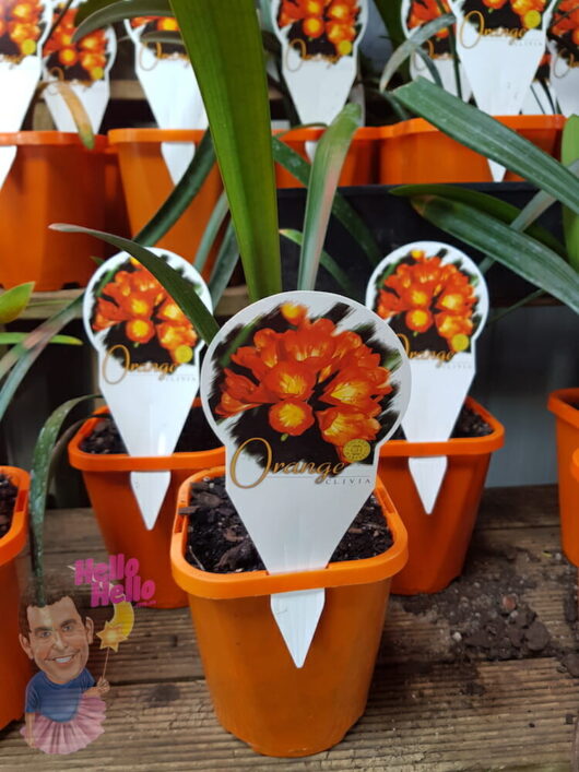 Clivia Kaffir Lily 5" Pot