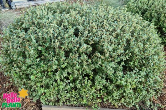 Hello Hello plants nursery melbourne victoria australia Correa alba White Flowering Correa Native Bush