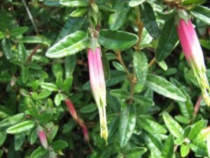 Correa Decumbens ‘Spreading Correa’ @ Hello Hello Plants