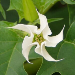 A Datura (White) 7" Pot flower on a plant with green leaves.
