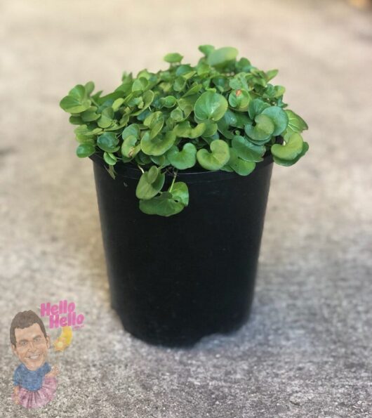 Dichondra Repens 6" Pot @ Hello Hello Plants